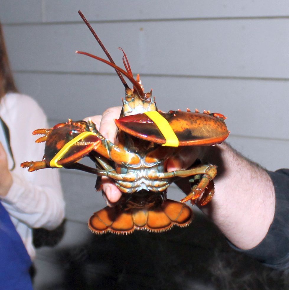 Look who came to dinner at the Soroptomists crab feed